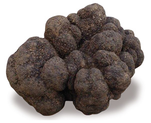 Tartufo nero del Périgord Tuber melanosporum