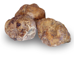 Tartufo bianchetto Tuber albidum / Borchii