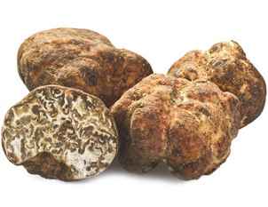 Tartufo del deserto Tuber oligospermum