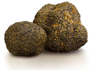 Tartufo uncinato Tuber  uncinatum